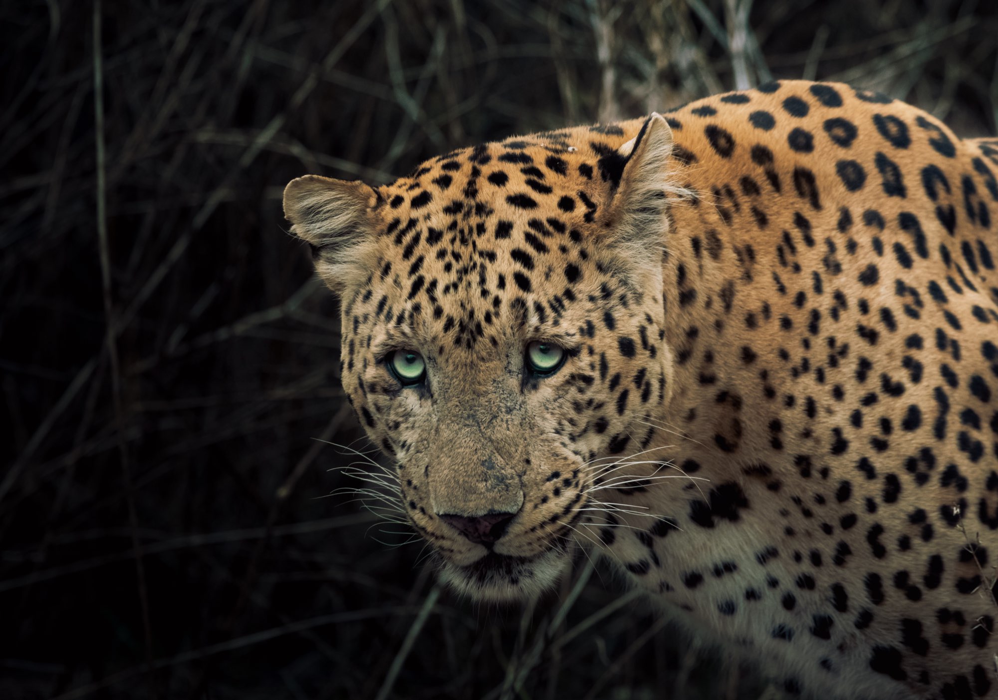 Wildlife Travel Agency & Safari Expeditions