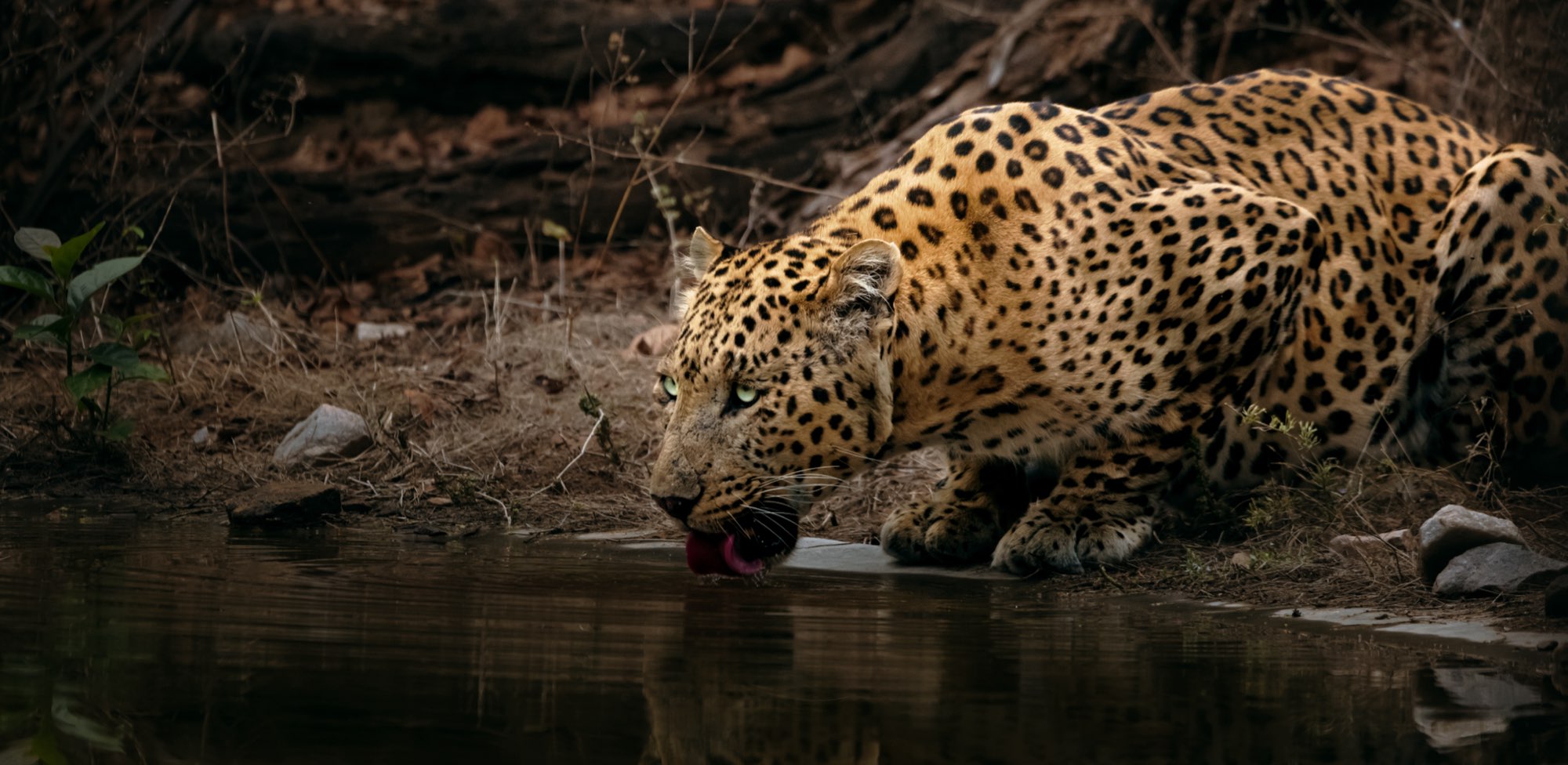 Leopard Safari - Wildlife Photography Travel Agency