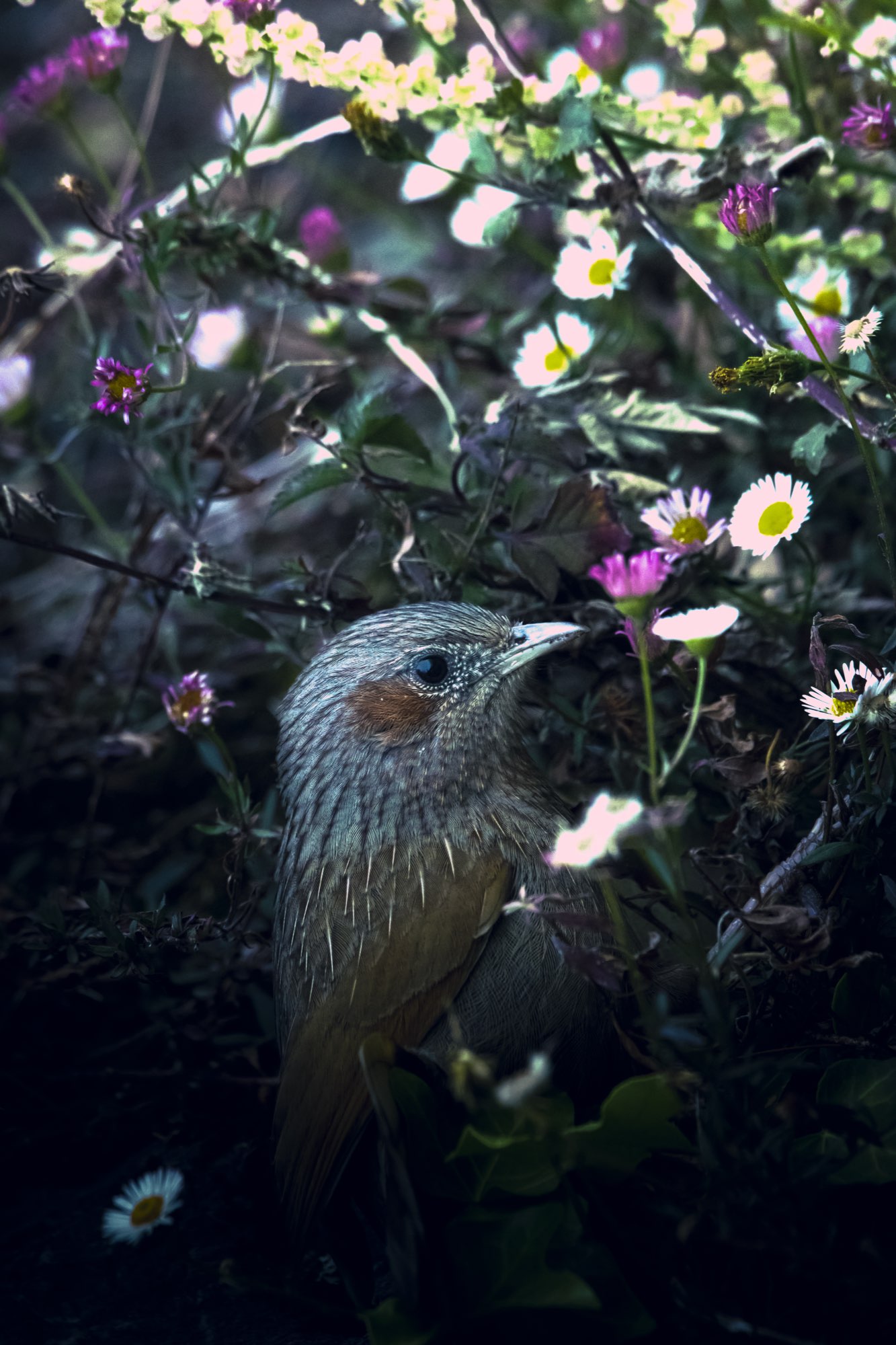 Avian Photography Tours & Birdwatching Expeditions